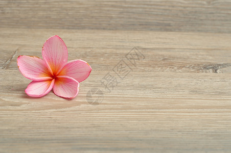 绽放美丽的一只粉红色弗朗吉帕尼花朵被木制背景所孤立图片