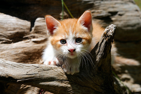 蹲在树上的可爱猫咪图片