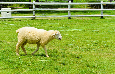 农村白色的在田野上行走可爱羊农场图片
