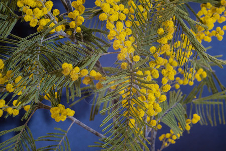含羞草行进明亮的黄色花朵含绿叶子的米莫萨拍近身美丽的图片