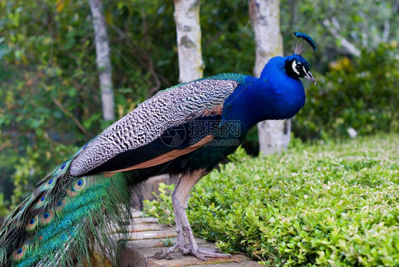 蓝色的男颜孔雀骄傲地展示了它多彩的羽毛图片