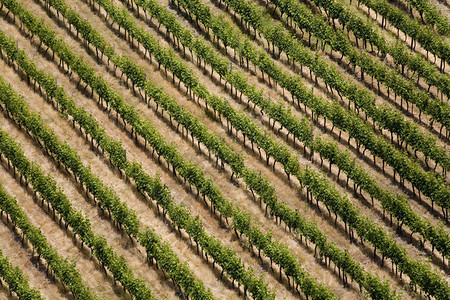 科尔查瓜智利人行业南美洲智利中部Colchagua山谷SantaCruz附近生产智利葡萄酒的园中一排树的空中观察图片