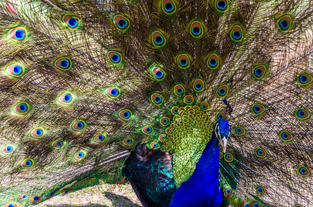 蓝色的装饰鸟美丽孔雀派佛正统地位开启其共鸣的羽毛图片