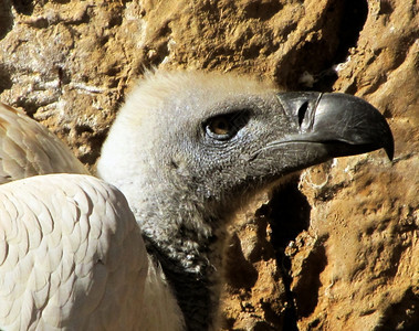 荒野关闭非洲白背后秃鹫头棕色的动物学图片