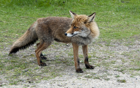 荷兰森林中的野红狐狸美丽树木肖像图片