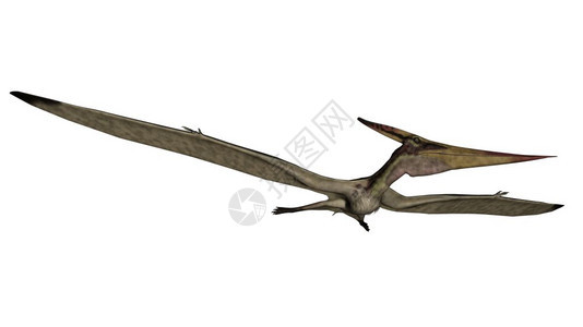 Pteranodon以白色背景飞行3D转化翼手龙爬虫背景图片