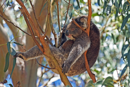 旅行哺乳动物有袋澳大利亚鼠岛蓝树上放轻松的Koala图片