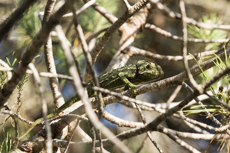 伪装户外阿尔加维白天自然葡萄牙野生环境中的变色龙背景