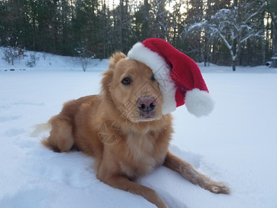 愚蠢的可爱圣塔狗戴着帽子在寒风雪中圣尼古拉斯红色的图片