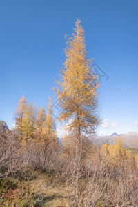 山顶的秋天树木图片