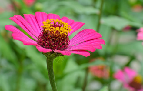 植物学粉红色的百日草线虫开花美丽图片
