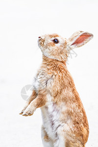 兔子站立图片