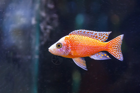 在水族馆池中游泳的一条红鱼装饰自然奥诺卡拉图片