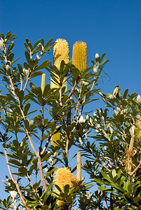 澳大利亚土生长的灌木Hakea绿色野花它的背景图片