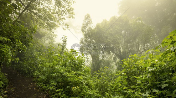 雾气弥漫的森林全景图片