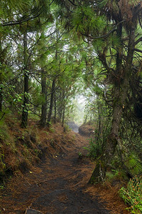 丛林远足穿越危地马拉阿卡特南戈火山上密林的足迹图片