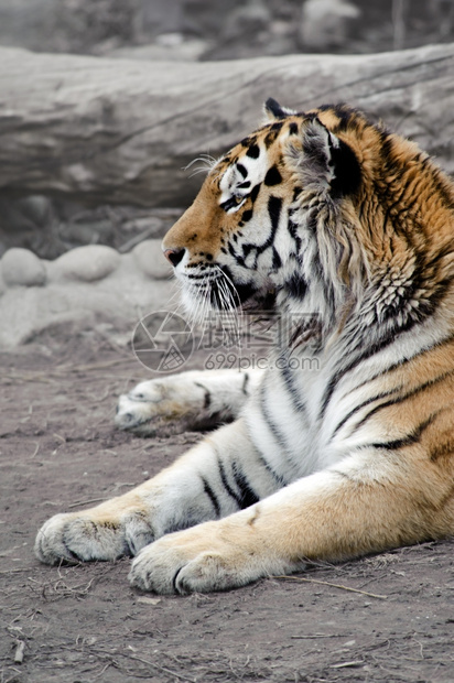 捕食者西伯利亚虎躺在地上放松说谎猫图片