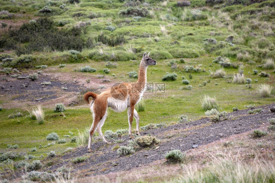 潘恩南美洲智利部帕塔哥尼亚TorresdelPaine公园GuanacoLamaguanicoe的艾伦图片