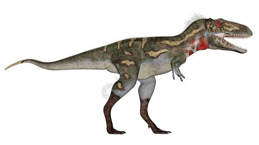 使成为诺亚兰努斯恐龙在白色背景下行走三维转化形象的纳米暴龙图片