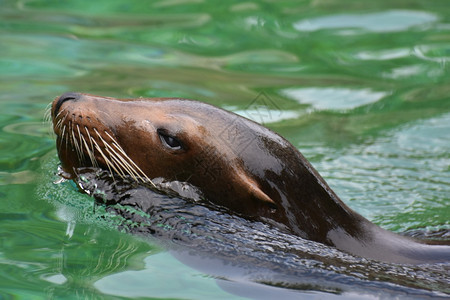 加利福尼亚海狮美丽的在水中冷却星海狮可爱的图片