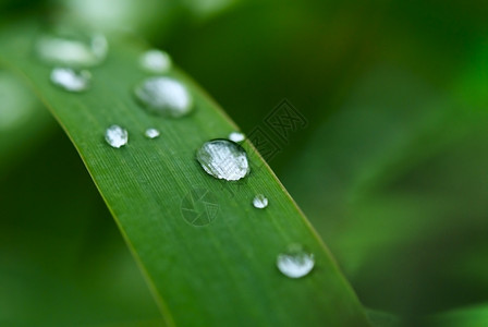 水滴叶子草叶上的水滴户外草地自然背景