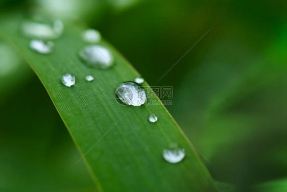 草叶上的水滴户外草地自然图片