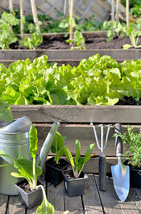 工具菜园里的艺设备和蔬菜种植闲暇生长图片