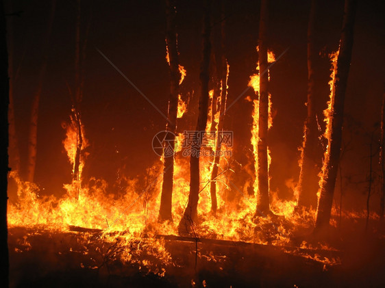夜晚在森林中燃烧树木营火图片