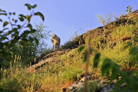 天空下山上的野猫图片