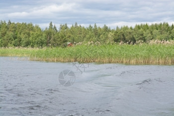 瑞典瓦尔姆兰湖边风景与船醒和Reeds有机的万能湿图片