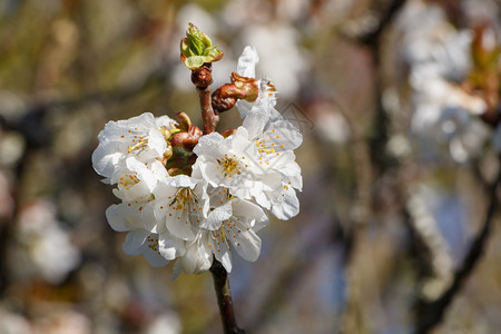 分支花园春天果里樱桃树的白花朵图片