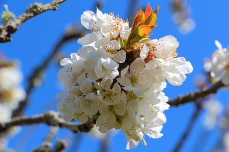 户外分支春天果园里樱桃树的白花色图片