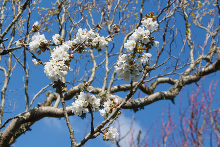 园丁春天果里樱桃树的白花园蔬菜图片