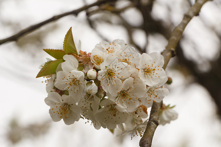 果园里樱桃树的白花图片