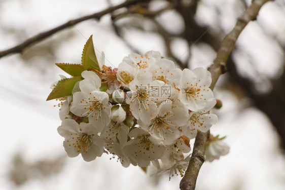 果园里樱桃树的白花图片