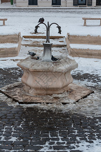羽毛冷冻喷泉的鸽子饮用水冬天蒂米什瓦拉图片