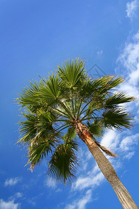 夏天热带白色的蓝夏季天空背景的绿扇风棕榈树图片