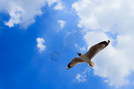 羽毛明亮的海鸥在天空背景上飞翔行图片