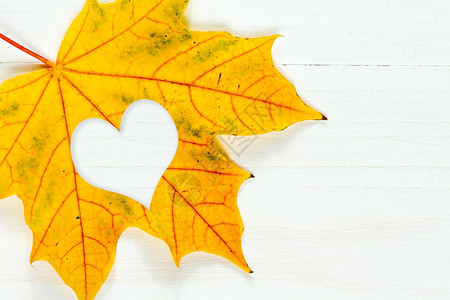 秋天枫叶上的爱心图片素材