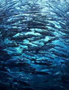 游泳的钓鱼浅滩群在蓝色海水中冲上来拥挤的鱼群背景图片