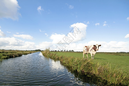 哺乳动物户外带草地水云层和奶牛的典型宽阔荷兰丘景观字段图片
