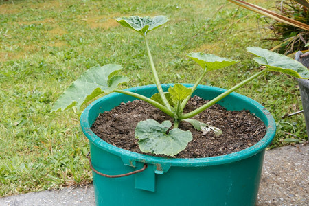 绿色夏南瓜叶子春季在花园的一个塑料盆里种植Zucchini植物图片