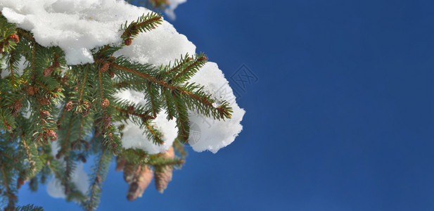 假期紧闭于fir树枝的上部分被蓝色天空下积雪所腐蚀植物锥体图片