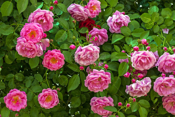 绿色春天花的夏园有粉红玫瑰的美丽图案图片
