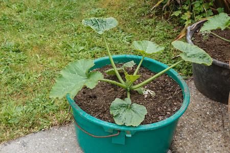 在花园的一个塑料盆里生长的青植物果园食自然图片