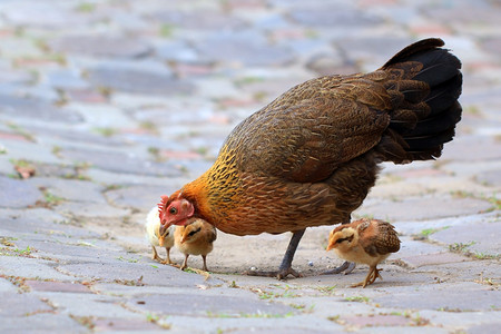 质地母鸡和她的小美丽飞行图片素材