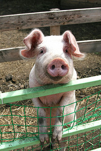 肮脏的猪从栅栏外望出来动物网鹅群图片