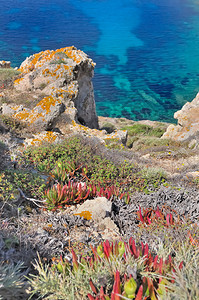 清除悬崖上浮在蓝海和清澈面上的稀释植物水自然图片
