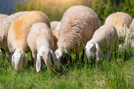 草场吃草的绵羊图片