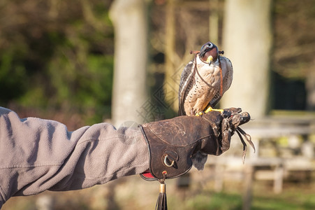 连帽的一只猎鹰专家手臂上戴头罩的游鹰捕食者隼图片